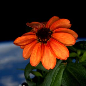 Zinnia flower in Cupola window