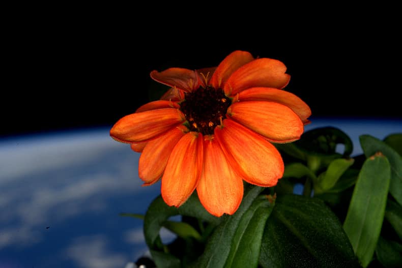 Zinnia flower in Cupola window